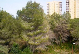 Les Gavines, junto a los bosques de El Saler