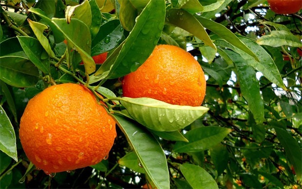 citricos-valencianos