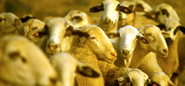 agricultura-veterinarios