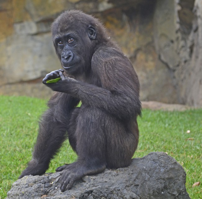 El gorila EBO - Bioparc Valencia