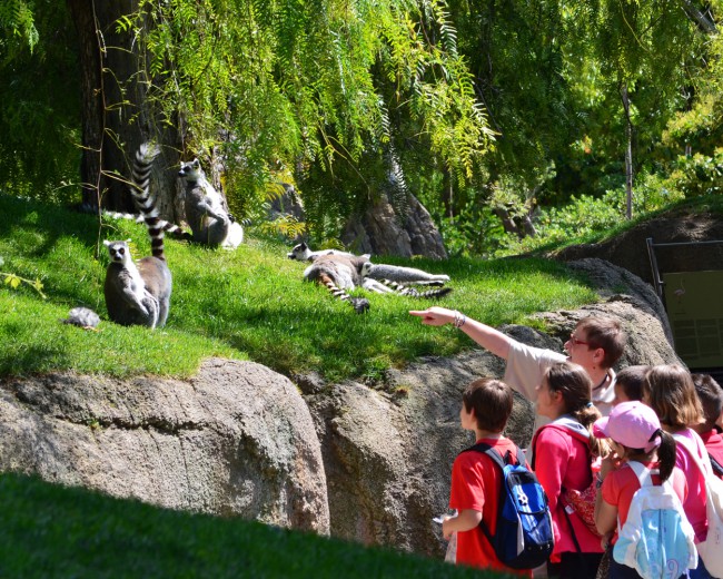 grupo escolar - madagascar - BIOPARC Valencia