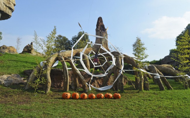 HALLOWEEN 2014 - recinto de gorilas - BIOPARC VALENCIA
