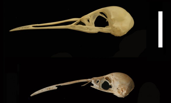 Cráneos de Rallus aquaticus (arriba) y Rallus 