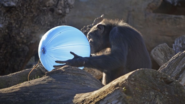 Reyes Magos 2016 en BIOPARC Valencia - chimpancé con balón