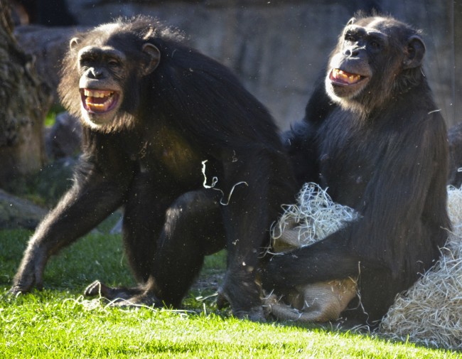 Reyes Magos 2016 en BIOPARC Valencia - chimpancés