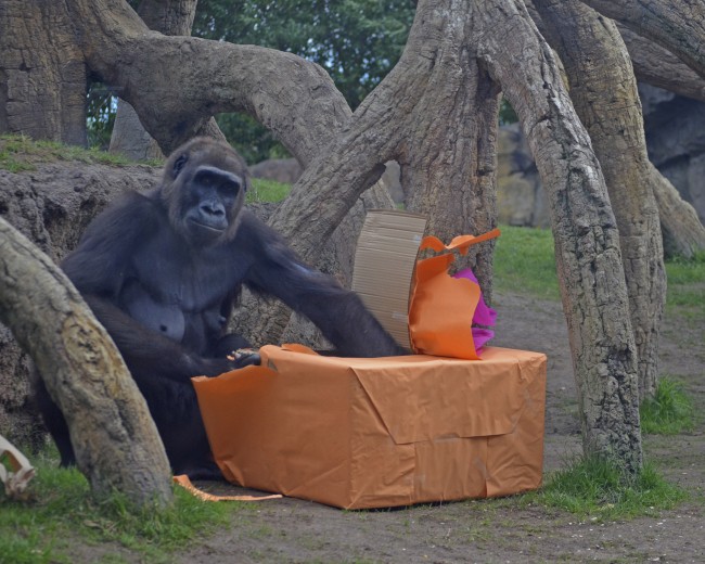 Reyes Magos 2016 en BIOPARC Valencia - la gorila Ali