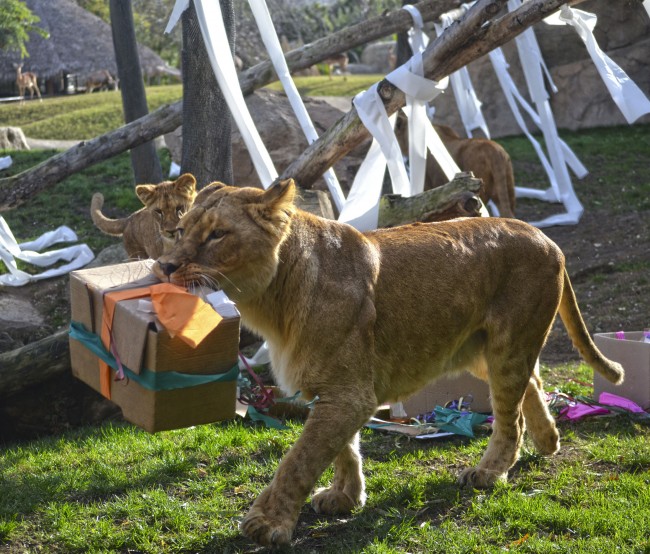 Reyes Magos 2016 en BIOPARC Valencia - leones