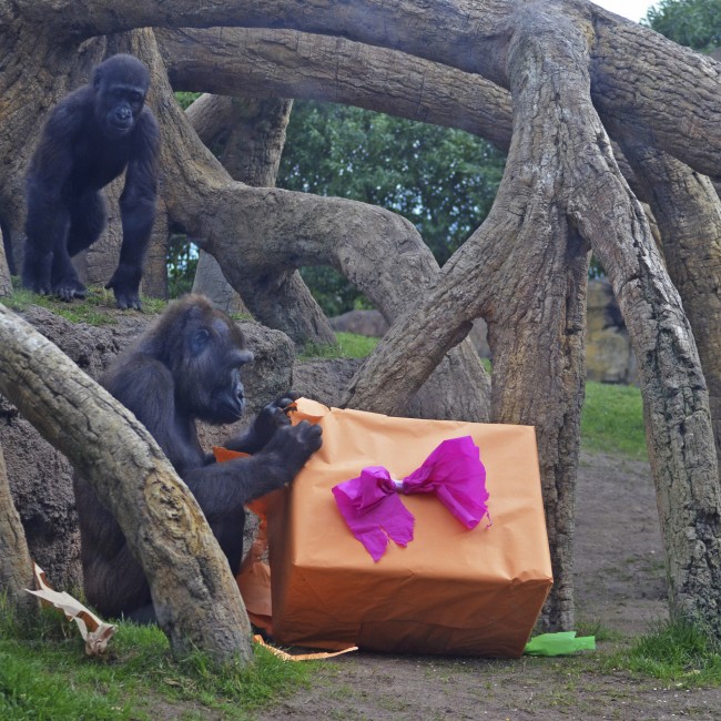 Reyes Magos 2016 en BIOPARC Valencia - los gorilas Ali y Ebo