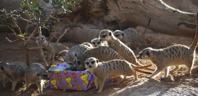 Reyes Magos 2016 en BIOPARC Valencia - suricatas (2)