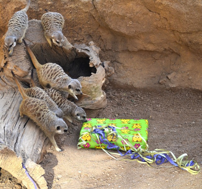 Reyes Magos 2016 en BIOPARC Valencia - suricatas (3)