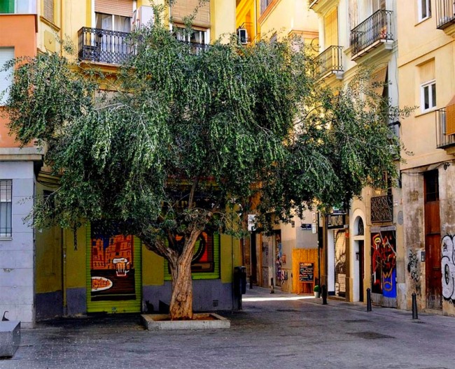 plaza-del-arbol-valencia