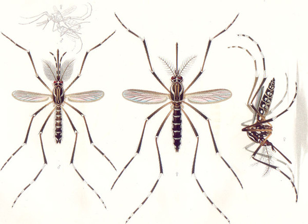 Ilustración de 'Aedes aegypti' del año 1905. A la izquierda, el macho. En el centro y a la derecha, la hembra. Arriba, pareja copulando. / Emil August Goeldi