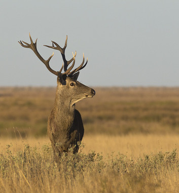 Ciervo común (Cervus elaphus) / José Seoane
