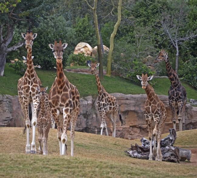 Lluna - primer día en la Sabana con la manada de jirafas - BIOPARC Valencia