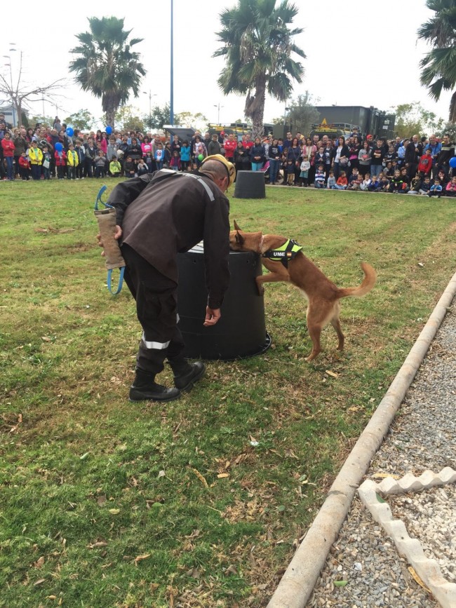 Perros2