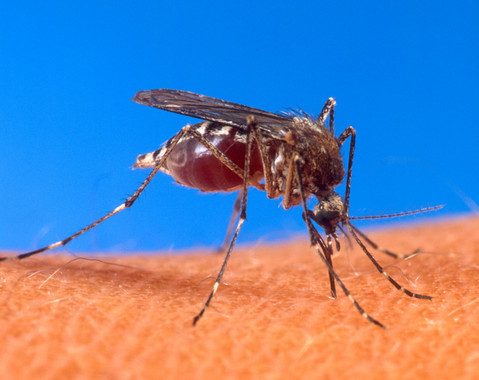 El mosquito que transmite el virus Zika.