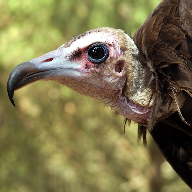 Buitre encapuchado o alimoche sombrío