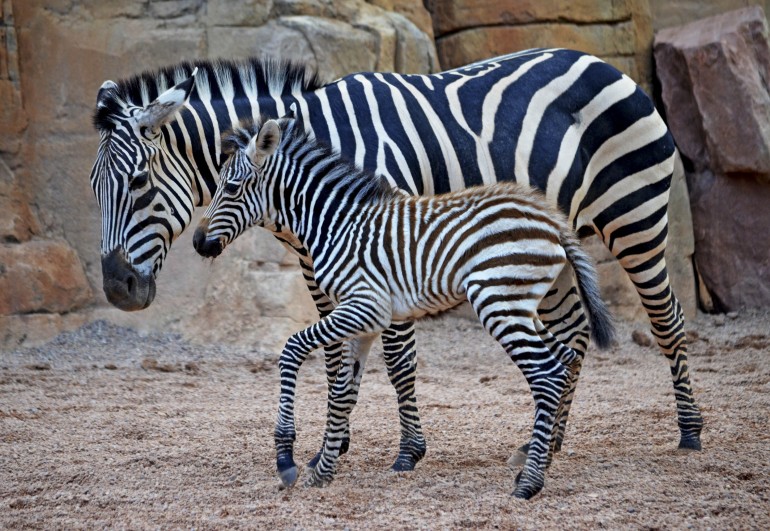 3 cría de cebra nacida en BIOPARC Valencia este año - agosto 2016 (10)