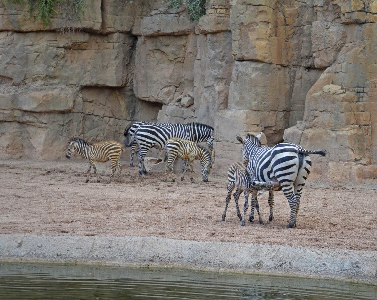 3 crías de cebra nacidas este año en BIOPARC Valencia 2016 (3)