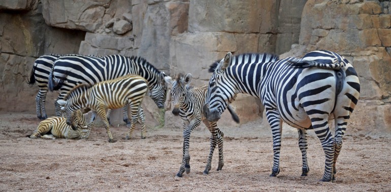 3 crías de cebra nacidas este año en BIOPARC Valencia 2016