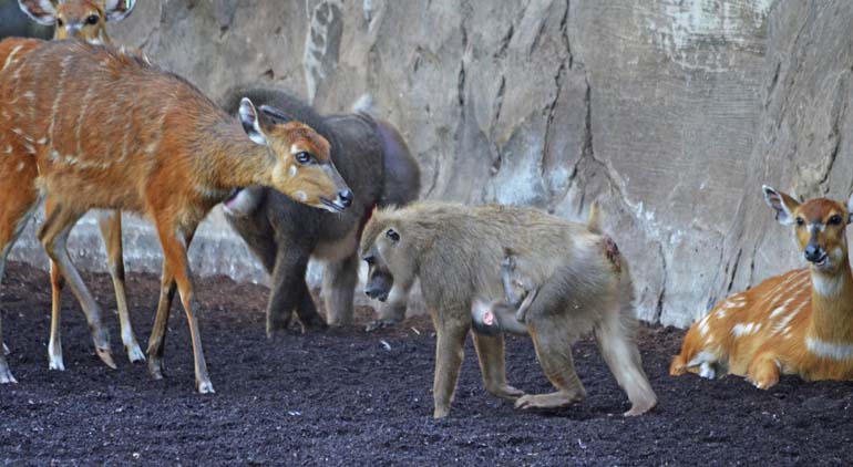 BIOPARC Valencia - Nueva cría de dril en el bosque ecuatorial de BIOPARC - driles y sitatungas