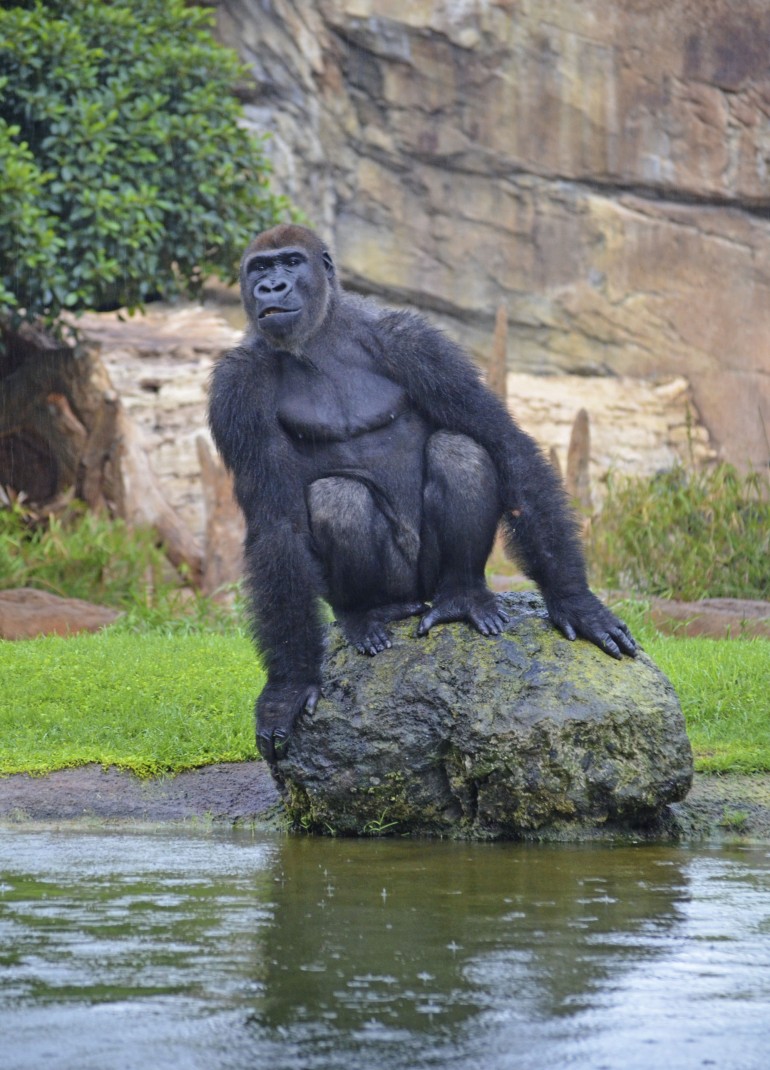 Día de lluvia en BIOPARC Valencia -El gorila Kabuli - 2016
