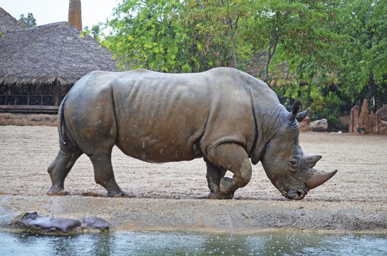 Día de lluvia en BIOPARC Valencia - rino