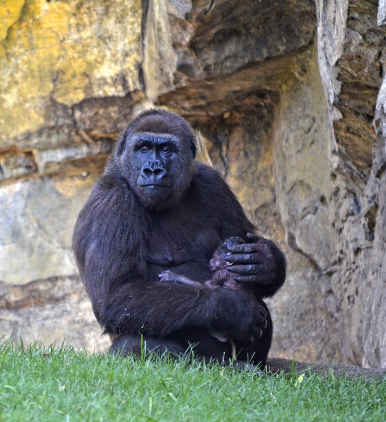 GORILA RECIÉN NACIDO EN EL BOSQUE ECUATORIAL DE BIOPARC VALENCIA - AGOSTO 2016 (DETALLE 2)