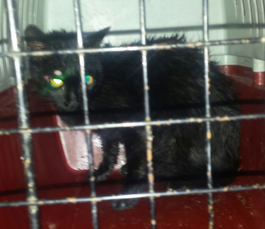 policia-local-gato