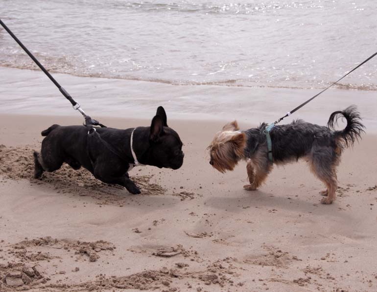Dos gossos juguen en la PlatjaCan de Pinedo