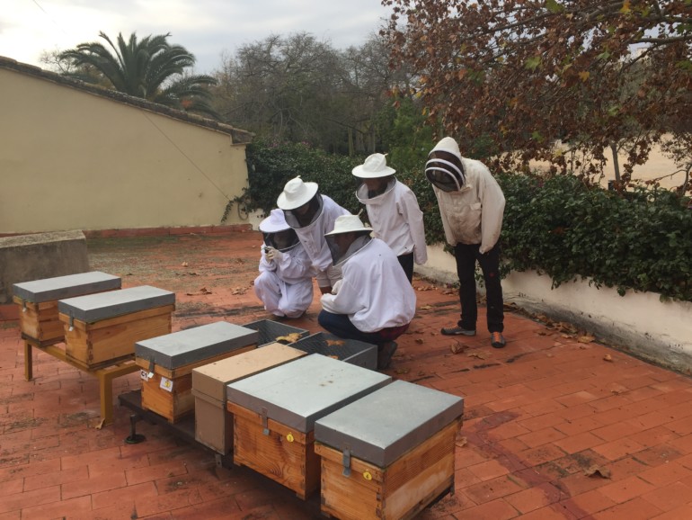 La Xarxa de Recuperació d’Eixams Urbans ha retirat de març a juliol 37 eixams d’abelles a la ciutat de València