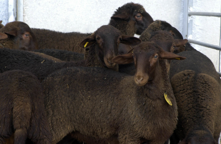 Agricultura convoca ayudas al fomento de razas autóctonas en peligro de extinción