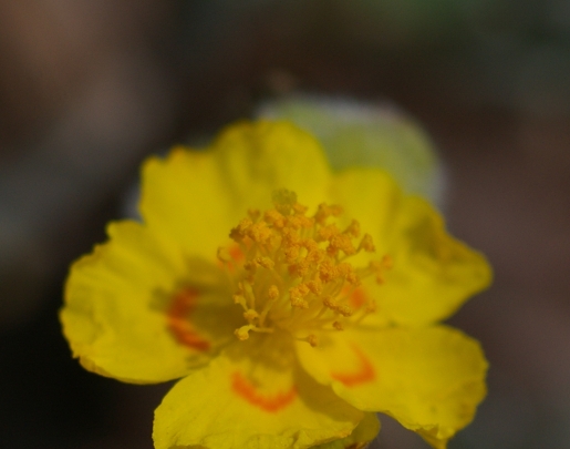 microrresevas de flora