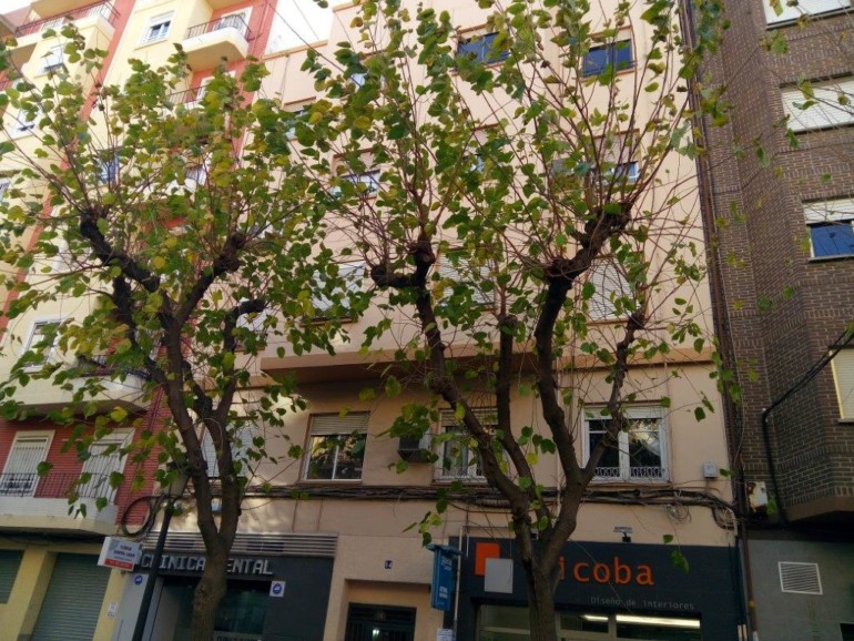 Campaña de poda de moreras en València