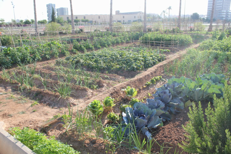 Huertos urbanos de Sociópolis.