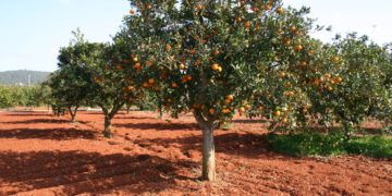 Campo de naranjos en la Ribera