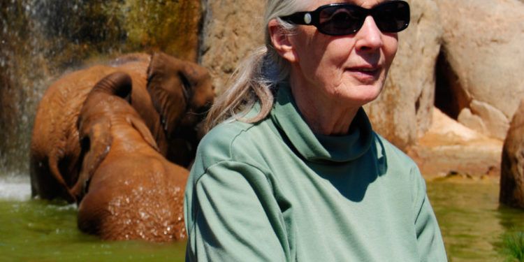 Jane Goodall en Bioparc Valencia