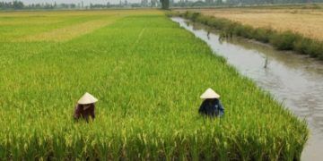 cultivo arroz asia