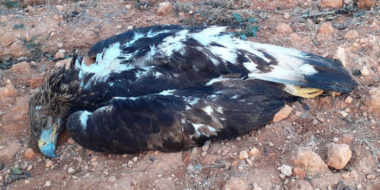 Águila real muerta por electrocución en Camporrobles