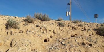 Numerosas madrigueras horadan el talud del ferrocarril a su paso por un municipio con sobrepoblación de conejos