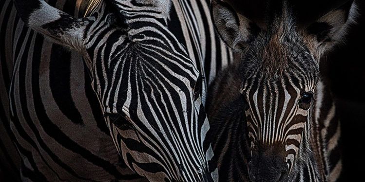 2º HERMENEGILDO ANTONIO MARTINEZ REBENAQUE