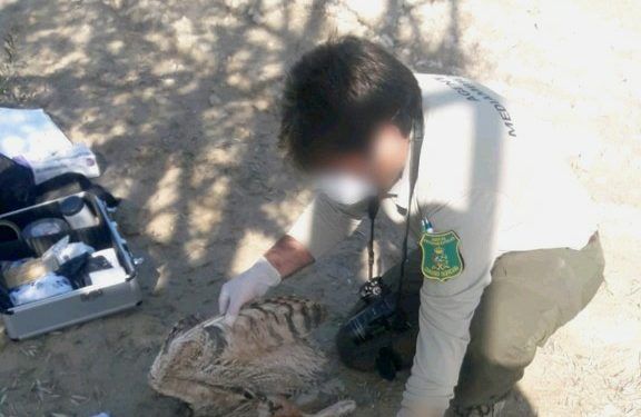 Un Agente Medioambiental de la Generalitat realiza el levantamiento del cadáver de un ave presuntamente electrocutada