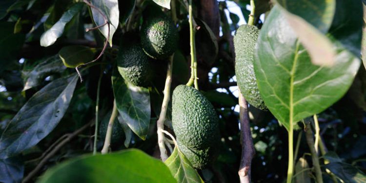 Frutas Montosa, en Valle Nizar, en Malaga. plantaciones de Aguacate.
campos de aguacate en Valle Nizar, Malaga.