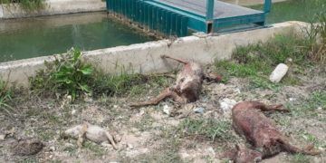 Corzos ahogados en el canal del Turia (Casinos)