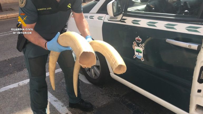 colmillos elefante Valencia