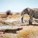 Un cocodrilo junto a un mastodonte del género Anancus y caballos primitivos del género Hipparion en un ambiente similar a lo que pudo ser Valencia hace seis millones de años. / José Antonio Peñas (SINC)