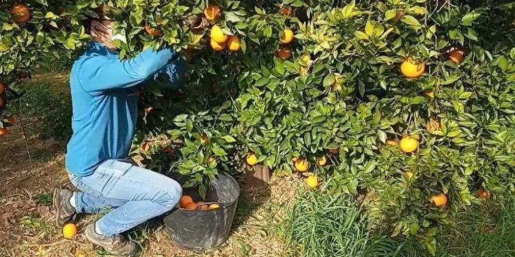 naranjas solidarias la ribera