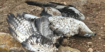Águila perdicera electrocutada en Oliva, con visibles quemaduras por todo el cuerpo y amputaciones producidas por la descarga eléctrica.
