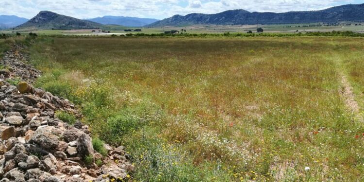 Hábitat protegido original del área esteparia Moratillas-Almela.