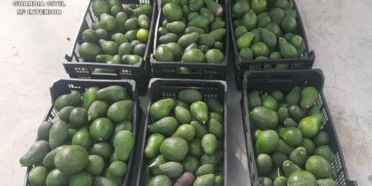 robo de aguacates. Foto de archivo